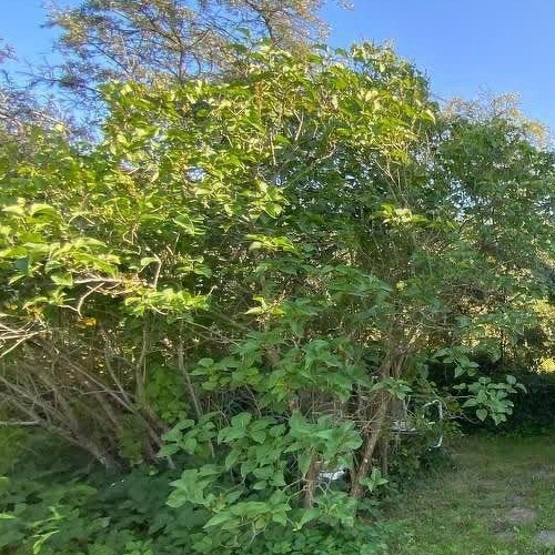 Коттедж/дом Пупышево садоводческий массив, Автомобилист СНТ, 8-я линия