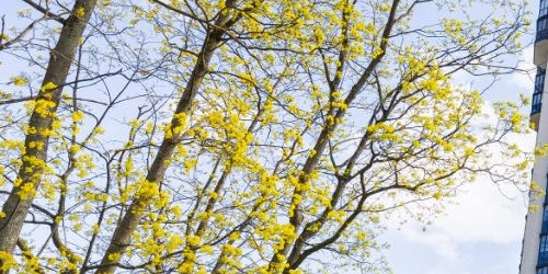 3-комн квартира Ярославский проспект, 78