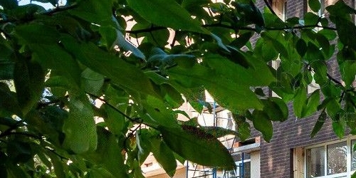 Коттедж/дом Сестрорецк, Парковая улица