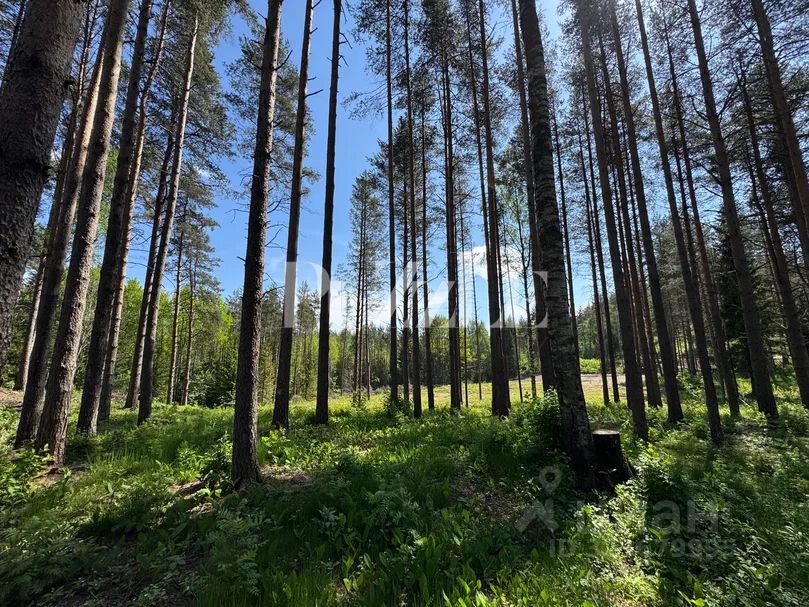 Продажа земли ХиллСайд кп, д. Мистолово