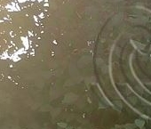 Продать Дачи, коттеджи, загородные дома Каменногорск, Береговая улица, 5   