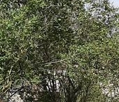 Сдать в аренду Квартиры вторичка пос. Плодовое, улица Центральная, 16   