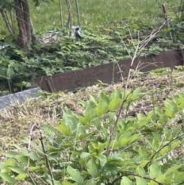 Продажа дома Нева-2 СНТ, улица Сосновая