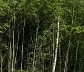 Продать Дачи, коттеджи, загородные дома Земляничные поляны кп, д. Кукушкино  37 