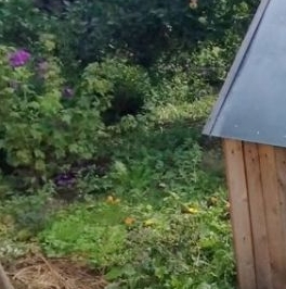 Продажа дома Красницы садоводческий массив