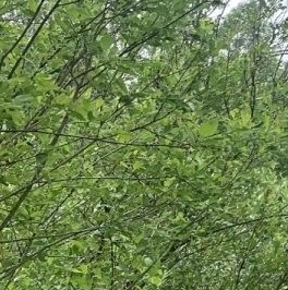 Продажа земли Вырица городской поселок, проспект Мельничный