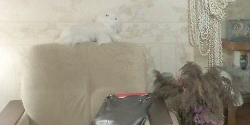 1-комн квартира бульвар Маршала Рокоссовского, 7К1