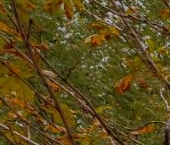 Продать Квартиры вторичка улица Ефремова, 10с1к4/7   