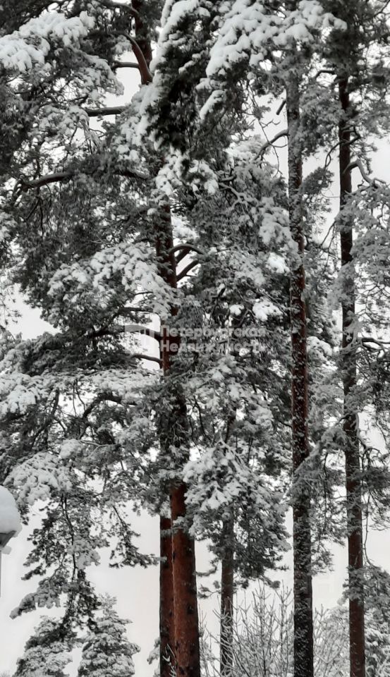 Продажа земли Лемболовская твердыня массив, улица Сосновая