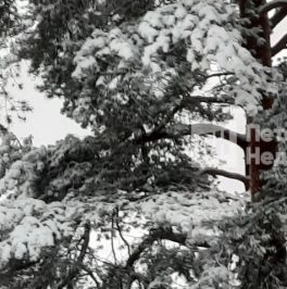 Продажа земли Лемболовская твердыня массив, улица Сосновая