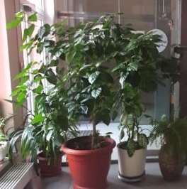 Продажа 1-комн квартиры на вторичном рынке Люберцы, улица Кирова, 12к2