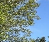 Продать Земельные участки, земля Зеленогорск, переулок 2-й Загородный, 10   