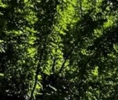 Продать Квартиры вторичка проспект Малый Петроградской стороны, 79-81-83   