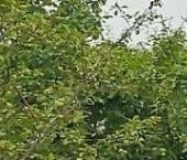 Продать Дачи, коттеджи, загородные дома Березовая Роща садоводческий массив, Железнодорожник СНТ  40 