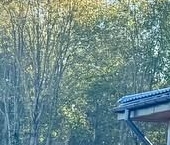 Продать Дачи, коттеджи, загородные дома Павловск, Звериницкая улица, 68   