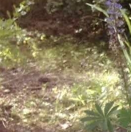 Продажа дома Восход садоводческий массив, Восход-6 СНТ, улица Мира, 40 Продажа дома Восход садоводческий массив, Восход-6 СНТ, улица Мира, 40