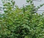 Продать Квартиры вторичка пос. При железнодорожной станции Вещево, улица Центральная, 20   