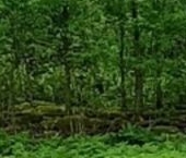 Продать Земельные участки, земля д. Шадырицы, 5   