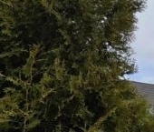 Продать Дачи, коттеджи, загородные дома Коммунар г., улица Дачная, 37   