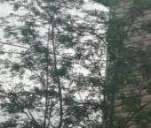 Продать Дачи, коттеджи, загородные дома Флора-2 СНТ, 71   