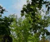 Продать Квартиры вторичка 2-я Березовая аллея, 19   