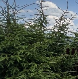 Продажа дома Фауна СНТ