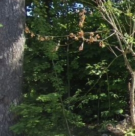 Продажа земли д. Юкки, улица Садовая Продажа земли д. Юкки, улица Садовая