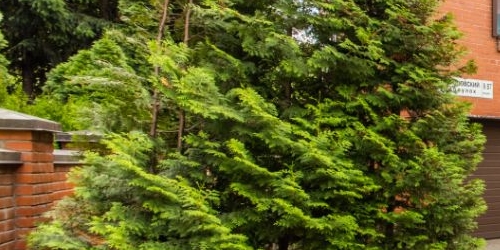 6-комн квартира Парголовский переулок, 9/87