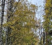 Продать Квартиры вторичка Суздальский проспект, 83   