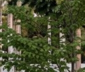 Продать Дачи, коттеджи, загородные дома д. Низино, улица Лермонтовская, 3   