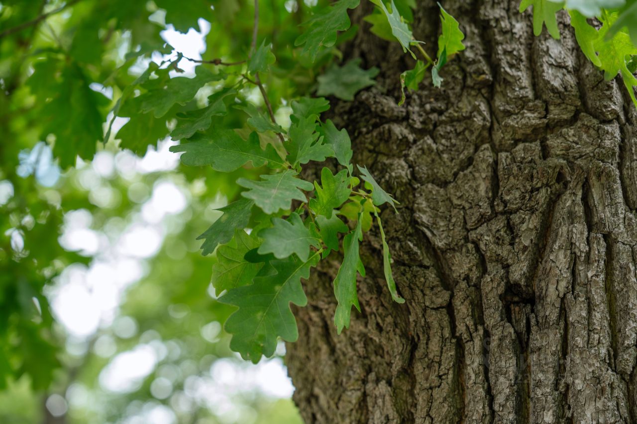 Продажа земли пос. Тярлево
