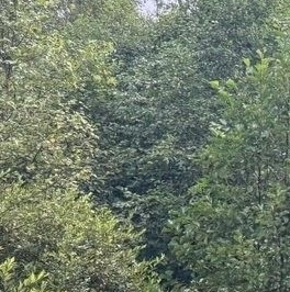 Продажа земли Вырица городской поселок, проспект Мельничный