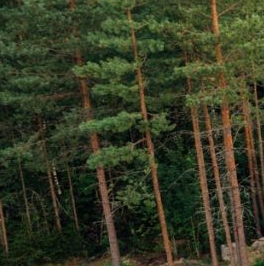 Продажа дома Рощино Парк кп, Рощино пгт, 94