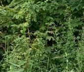 Продать Земельные участки, земля Лодейное поле, улица Ударника, 12   