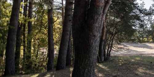 1-комн квартира Сестрорецк, проспект Тарховский, 24В