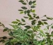 Продать Квартиры вторичка улица Рылеева, 3   