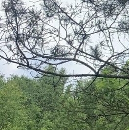 Продажа земли Вырица городской поселок, проспект Мельничный