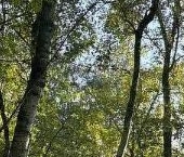 Продать Земельные участки, земля д. Кобона, линия 3-я, 33А   