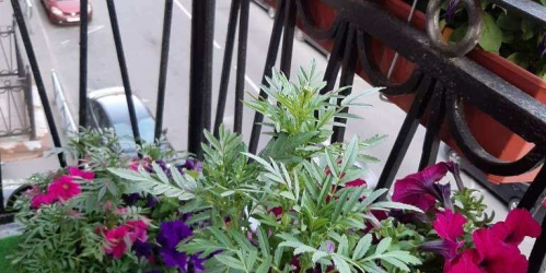 Комната Виленский пер.,  д. 8