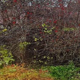 Продажа дома пос. Зеленая Роща, Зеленая Роща СНТ, улица Яблоневая