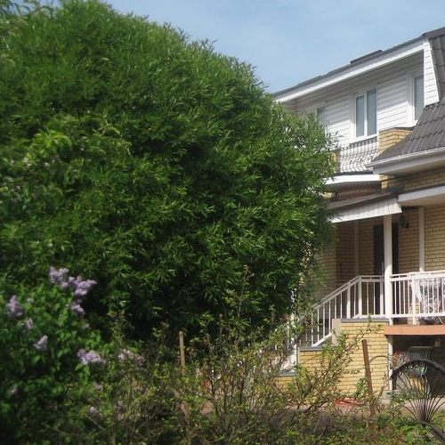 Коттедж/дом Красное Село