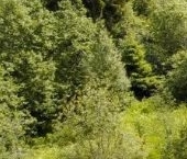 Продать Земельные участки, земля Комарово парк кп  19 