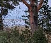 Продать Земельные участки, земля пос. Соловьево  41 