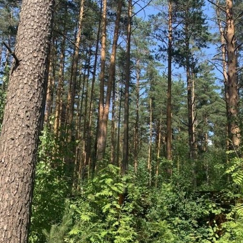 Коттедж/дом Вырица городской поселок, переулок Еленинский