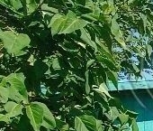 Продать Дачи, коттеджи, загородные дома Солка садоводческий массив, Загородное СНТ, улица Розовая, 22   