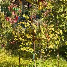 Продажа земли Учхоз садоводческий массив, Прометей-Учхоз СНТ Продажа земли Учхоз садоводческий массив, Прометей-Учхоз СНТ