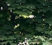 Сдать в аренду Квартиры вторичка Ленинский проспект, 118К1   