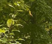 Продать Земельные участки, земля д. Овраги, 2   