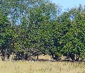 Продать Земельные участки, земля Петергоф, шоссе Ольгинское, 58к18   