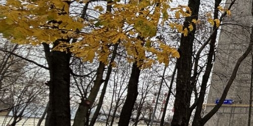 1-комн квартира Зеленый проспект, 76